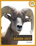 Bighorn Sheep by Nell Musolf